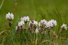 Oxytropis sordida