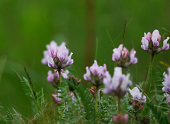 Oxytropis sordida