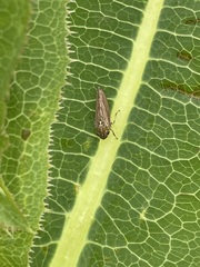 Graphocephala appropinquans