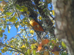 Chlorophonia elegantissima