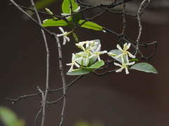 Trachelospermum jasminoides