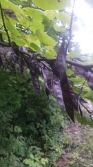 Cercis canadensis