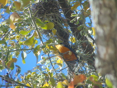 Chlorophonia elegantissima