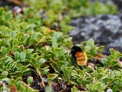Bombus alpinus