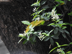 Trachelospermum jasminoides