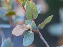 Kermesidae