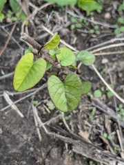 Convolvulaceae