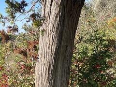 Chamaecyparis thyoides