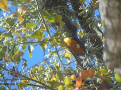Chlorophonia elegantissima