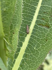 Graphocephala appropinquans