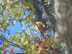 Chlorophonia elegantissima