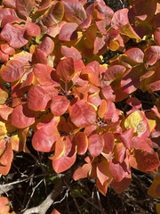 Cotinus