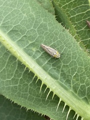 Graphocephala appropinquans