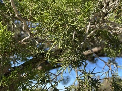 Chamaecyparis thyoides