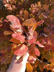 Cotinus