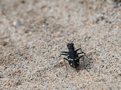 Cicindela sylvatica