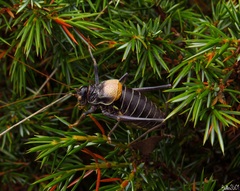 Lluciapomaresius stalii