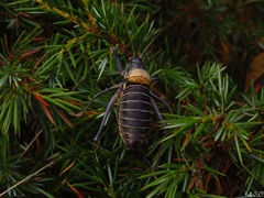 Lluciapomaresius stalii