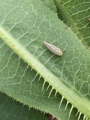 Graphocephala appropinquans