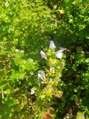 Clinopodium carolinianum