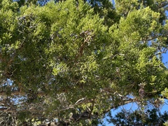 Chamaecyparis thyoides