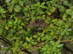 Pellicia dimidiata