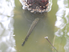 Channa argus