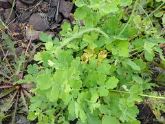 Chelidonium