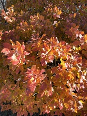 Cotinus