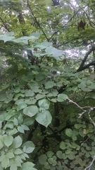 Cercis canadensis