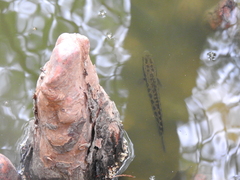 Channa argus