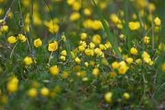 Potentilla crantzii