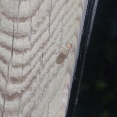 Fucellia