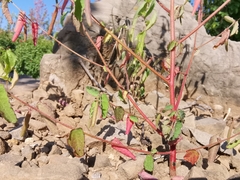 Corchoropsis crenata hupehensis