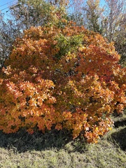 Cotinus