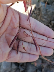 Corchoropsis crenata hupehensis