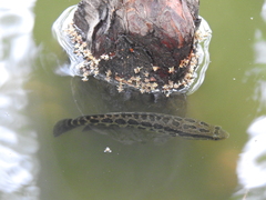 Channa argus
