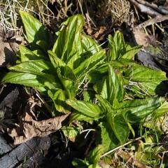 Scrophularia umbrosa