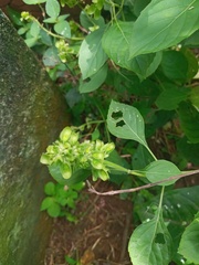 Ocimum