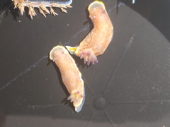 Felimida paulomarcioi