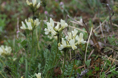 Oxytropis sordida
