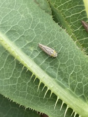 Graphocephala appropinquans