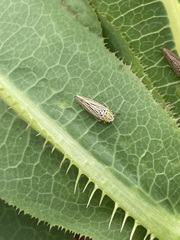 Graphocephala appropinquans