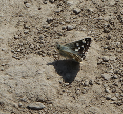 Muschampia cribrellum