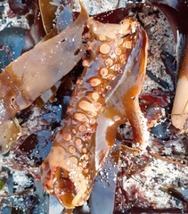 Saccorhiza polyschides