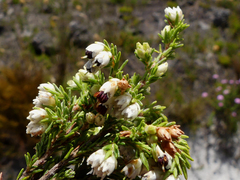 Erica imbricata