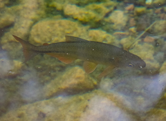 Characiformes