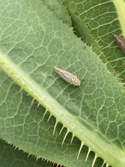 Graphocephala appropinquans