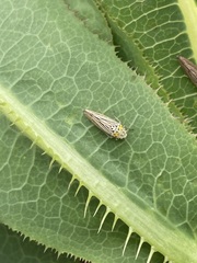 Graphocephala appropinquans