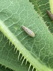 Graphocephala appropinquans